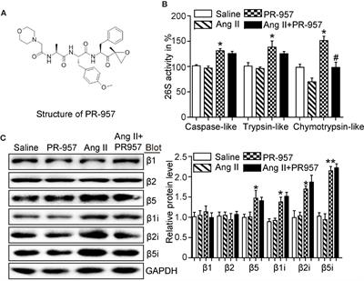 Selective Inhibition of the Immunoproteasome β5i Prevents PTEN Degradation and Attenuates Cardiac Hypertrophy